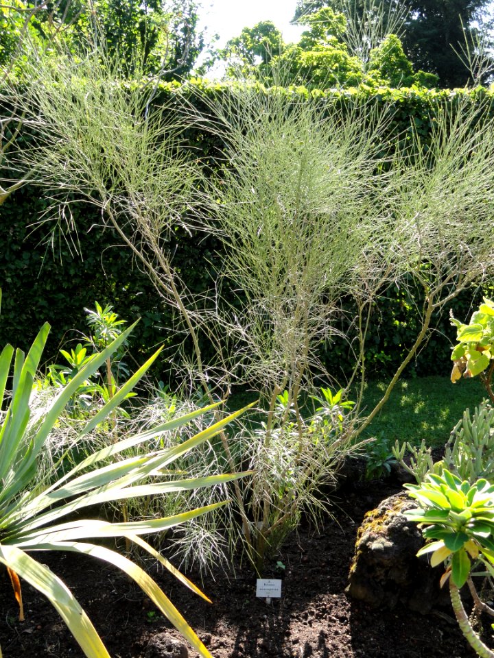 Retama monosperma - Botanischer Garten, Frankfurt am Main - DSC02370