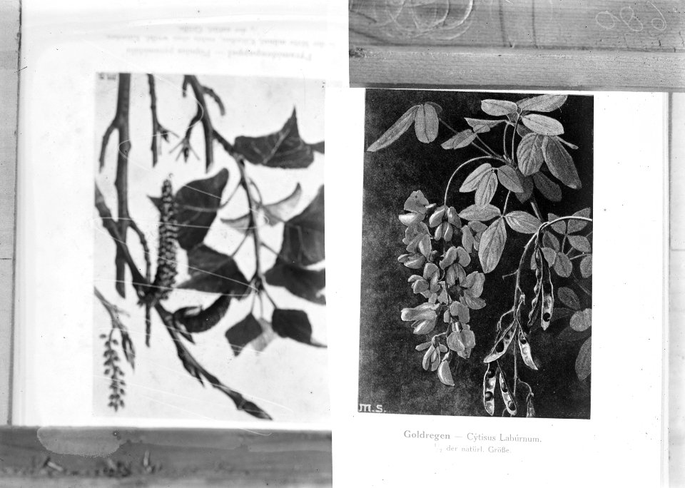 Reproducties, planten, laburnum anagyroides, Bestanddeelnr 253-7173