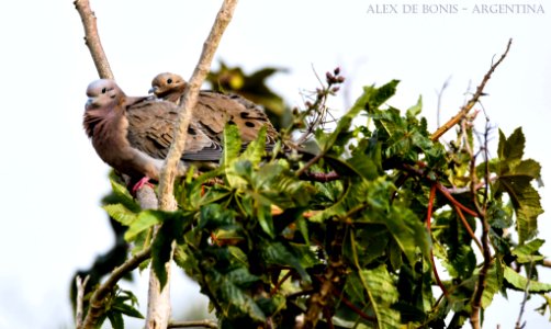 Reserva Ecológica Costanera Sur 247 09 2016 (177469323) photo