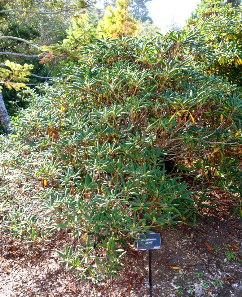 Rhododendron elliottii - Mendocino Coast Botanical Gardens - DSC02056