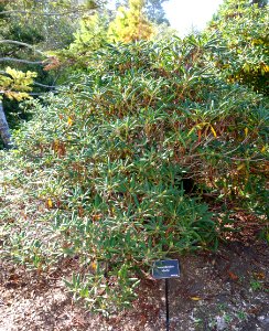 Rhododendron elliottii - Mendocino Coast Botanical Gardens - DSC02056