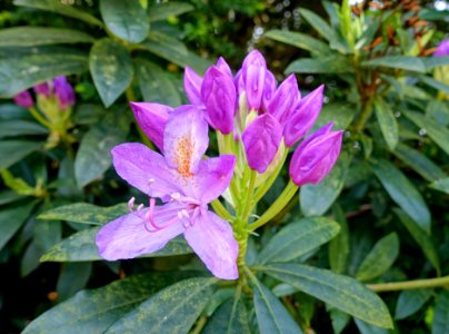 Rhododendron - Sheffield Park and Garden - East Sussex, England - DSC05663