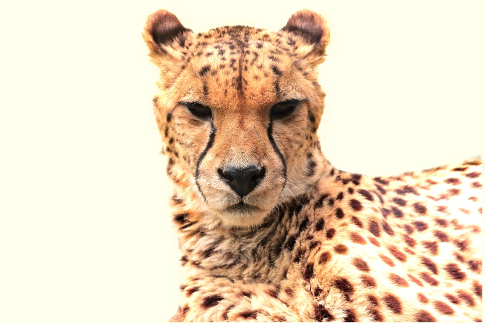 Cat predator big cat