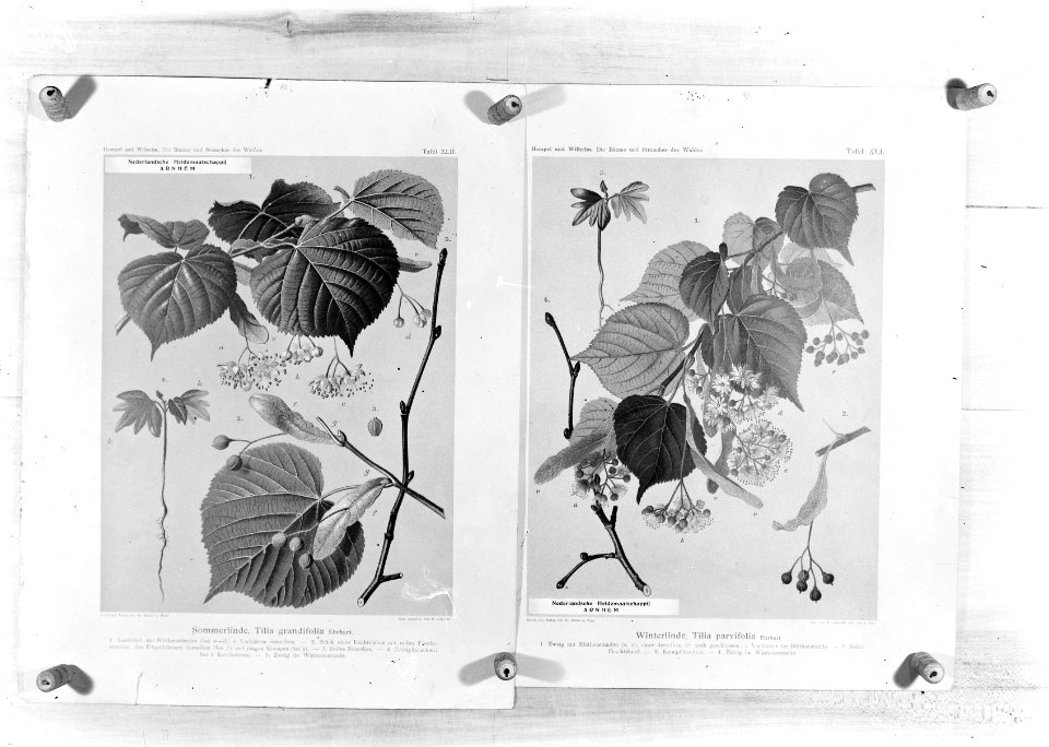 Reproducties, planten, tilca cordata, tilia platyphylla, Bestanddeelnr 253-7180