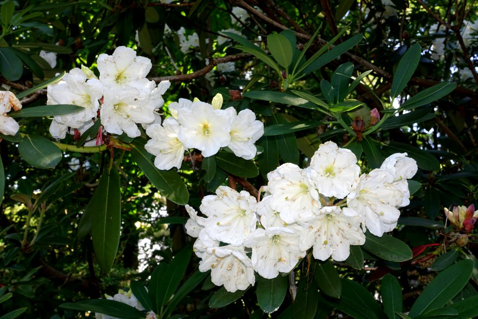 Rhododendron - VanDusen Botanical Garden - Vancouver, BC - DSC06961
