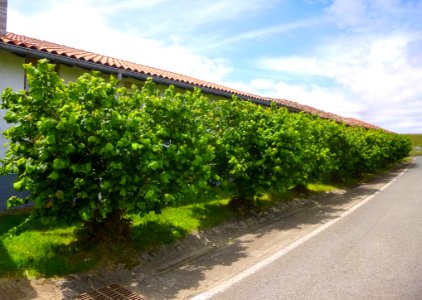 Retana 17