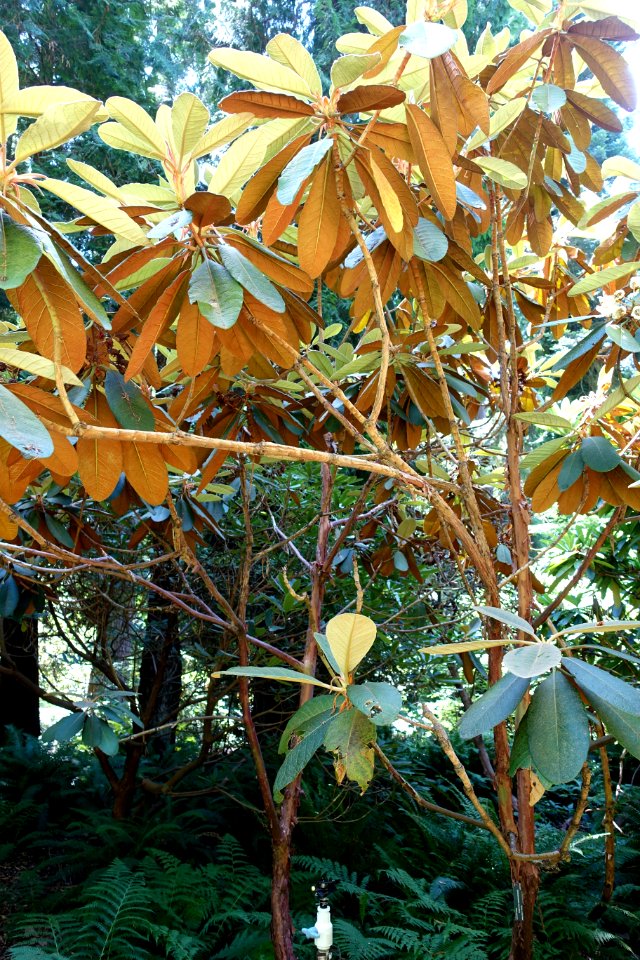 Rhododendron falconeri - UBC Botanical Garden - Vancouver, Canada - DSC07899