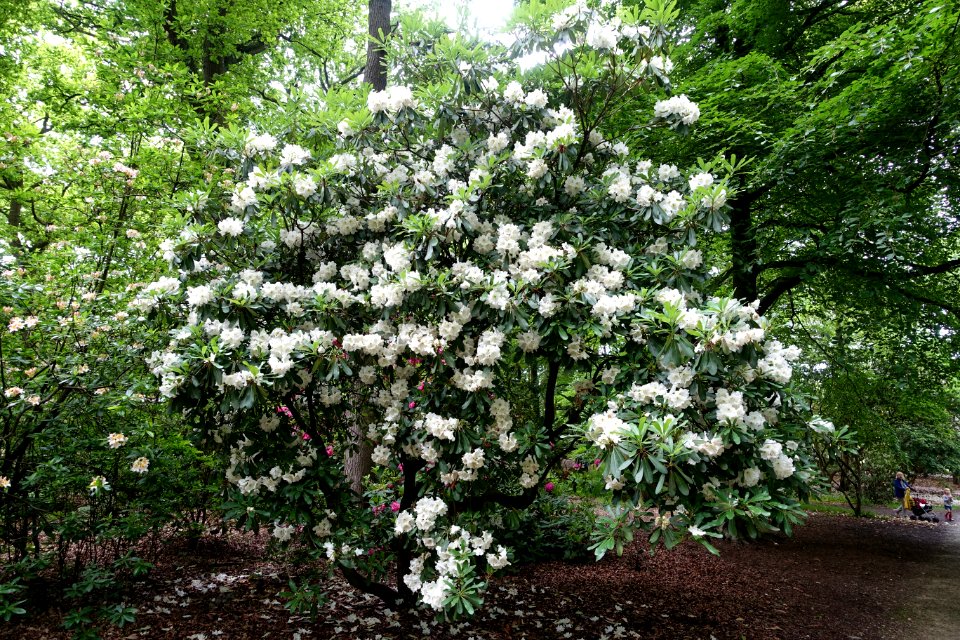 Rhododendron decorum - RHS Garden Harlow Carr - North Yorkshire, England - DSC01277