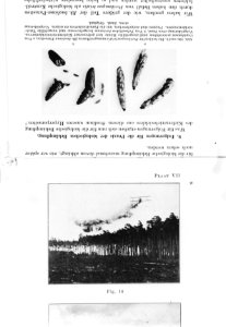 Reproducties, insecten, Bestanddeelnr 253-7167