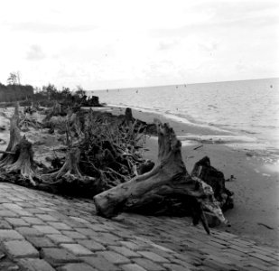 Resten van bomen uit het oerwoud aan de kust van de Nickeriepolder, Bestanddeelnr 252-5575