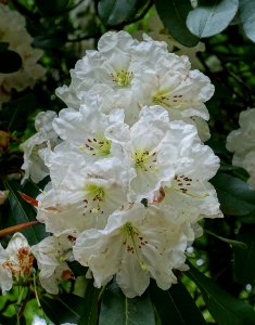 Rhododendron decorum - RHS Garden Harlow Carr - North Yorkshire, England - DSC01272