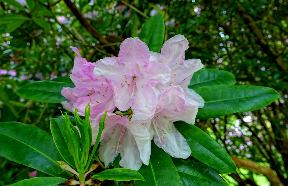 Rhododendron - Glendurgan Garden - Cornwall, England - DSC01996