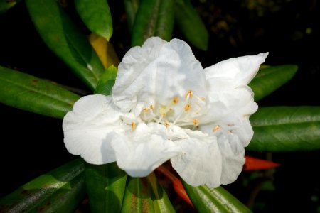 Rhododendron hyperythrum - San Francisco Botanical Garden - DSC09958