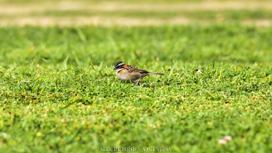 Reserva Ecológica Costanera Sur 247 09 2016 (177469507)