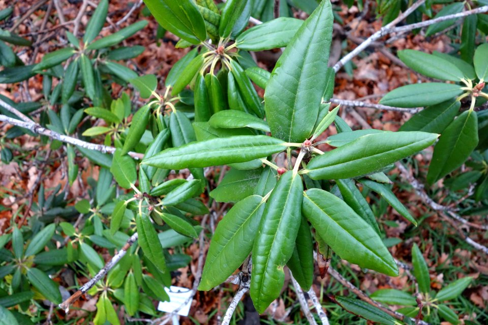 Rhododendron hyperythrum - Botanischer Garten, Dresden, Germany - DSC08967