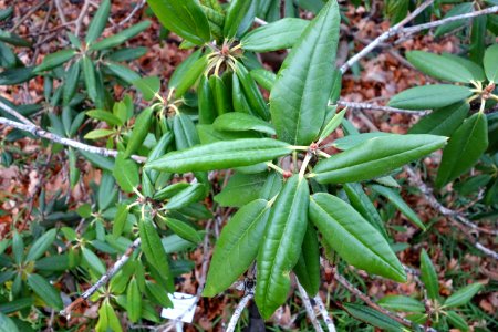 Rhododendron hyperythrum - Botanischer Garten, Dresden, Germany - DSC08967