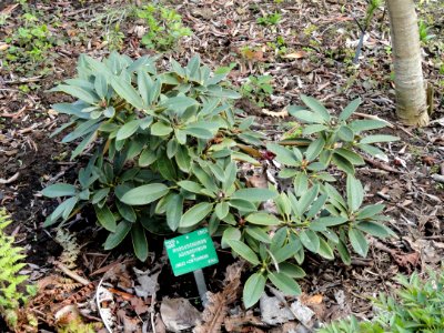 Rhododendron adenogynum - University of Copenhagen Botanical Garden - DSC07540
