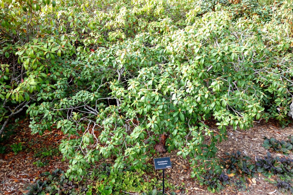 Rhododendron horlickianum - Mendocino Coast Botanical Gardens - DSC02189