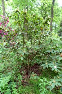 Rhododendron glischrum subsp. rude - RHS Garden Harlow Carr - North Yorkshire, England - DSC01259