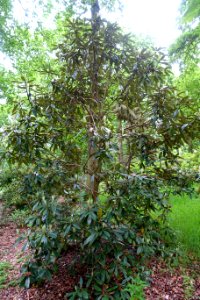 Rhododendron denudatum - RHS Garden Harlow Carr - North Yorkshire, England - DSC01244