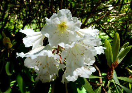 Rhododendron glanduliferum - UBC Botanical Garden - Vancouver, Canada - DSC07838