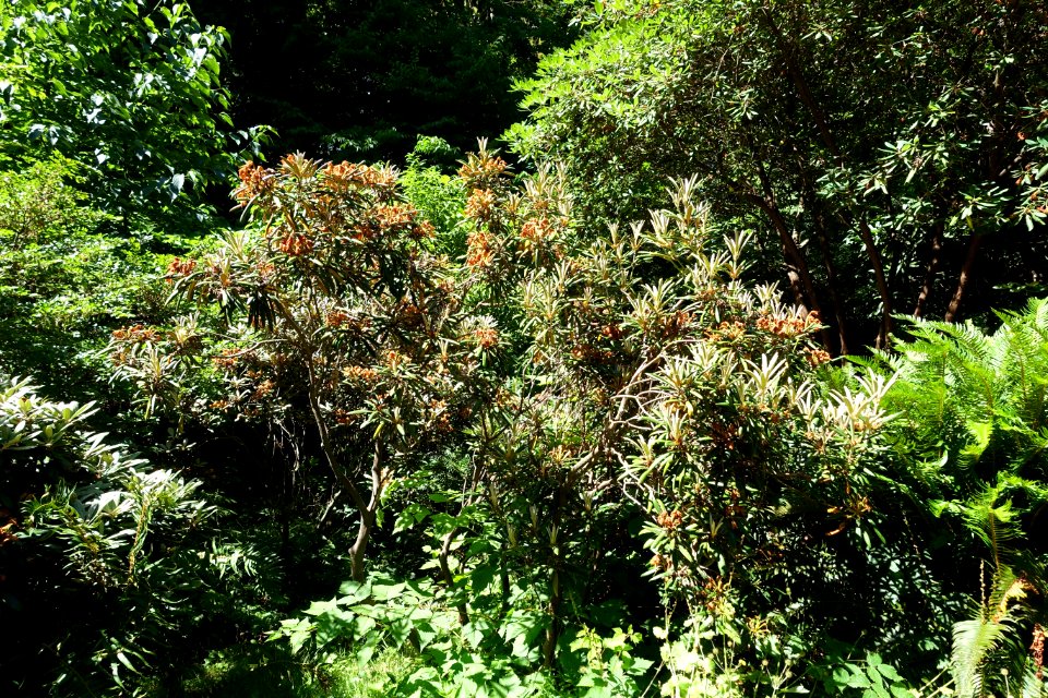 Rhododendron degronianum subsp. yakushimanum 'Angel' - UBC Botanical Garden - Vancouver, Canada - DSC07862