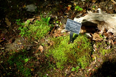 Rhizomnium punctatum - Jenkins Arboretum - DSC00645