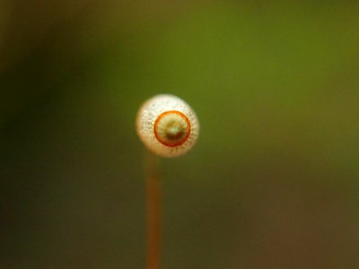 Rhizomnium glabrescens 64905050