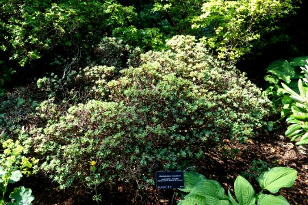 Rhododendron impeditum - VanDusen Botanical Garden - Vancouver, BC - DSC06800