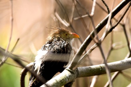Reserva Ecológica Costanera Sur 247 09 2016 (177469669)