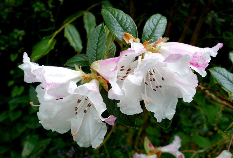 Rhododendron edgeworthii - Trebah Garden - Cornwall, England - DSC01304