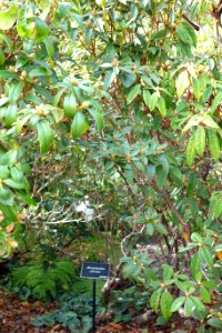 Rhododendron ciliicalyx - Mendocino Coast Botanical Gardens - DSC02188