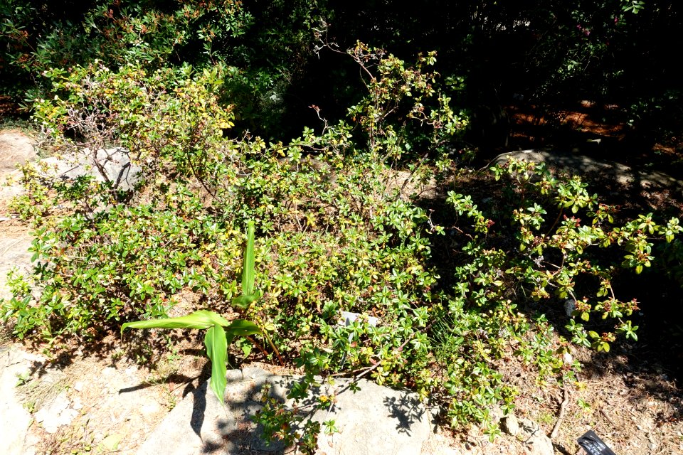 Rhododendron campylogynum - VanDusen Botanical Garden - Vancouver, BC - DSC07123