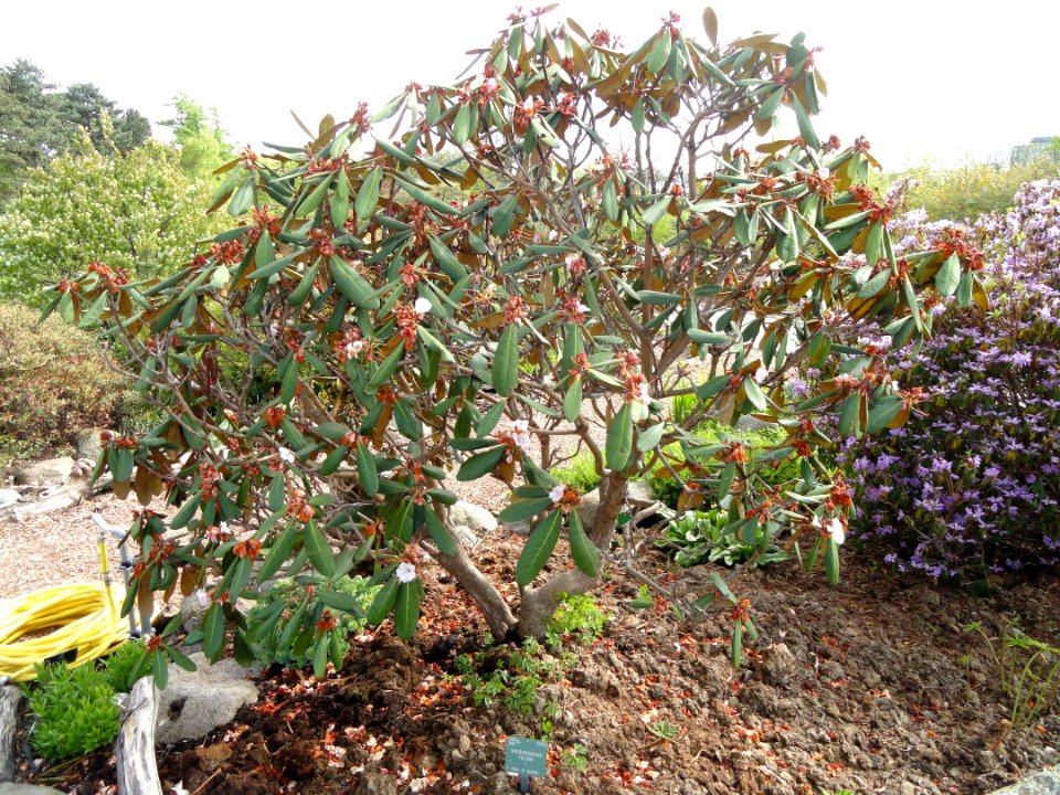 Rhododendron fulvum - University of Copenhagen Botanical Garden - DSC07616