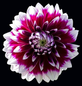 Plant botany nature