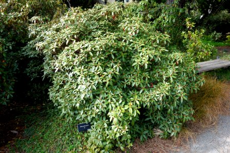 Rhododendron ciliicalyx subsp. lyi (Rhododendron lyi) - Mendocino Coast Botanical Gardens - DSC02194