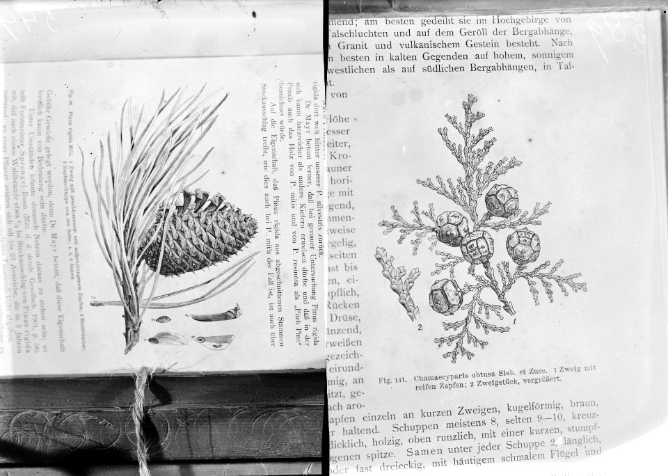 Reproducties, naaldhout, chamaecyparis obtusa, pinus rigida, Bestanddeelnr 253-7188