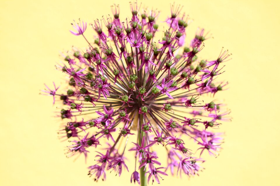 Violet dandelion blossom