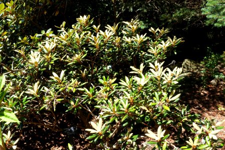 Rhododendron degronianum ssp. yakushimanum - VanDusen Botanical Garden - Vancouver, BC - DSC07096
