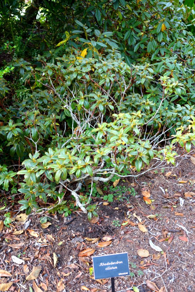 Rhododendron ciliatum - Mendocino Coast Botanical Gardens - DSC02226