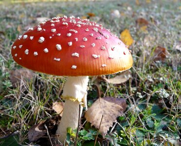 Fungus nature toadstool photo