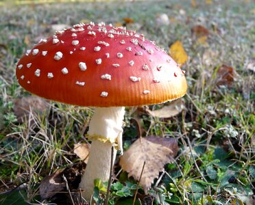 Fungus nature toadstool