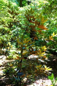 Rhododendron crinigerum - VanDusen Botanical Garden - Vancouver, BC - DSC07254