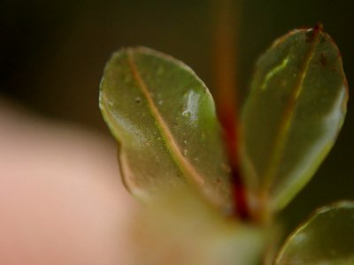 Rhizomnium glabrescens 64905071