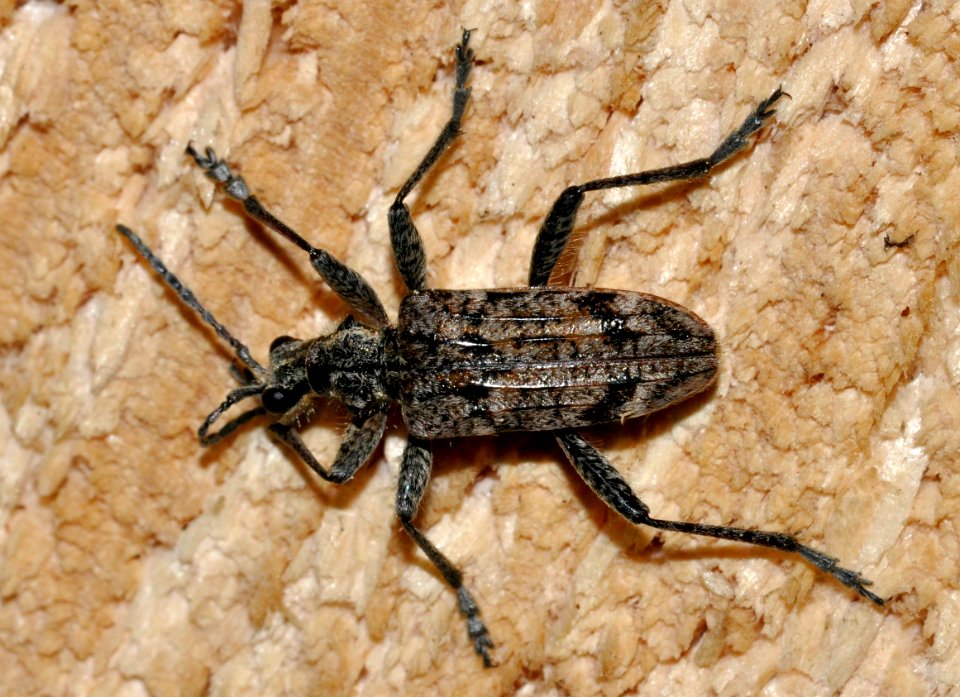 Rhagium-inquisitor-01-fws