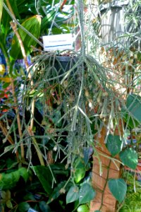 Rhipsalis pilocarpa - Marie Selby Botanical Gardens - Sarasota, Florida - DSC00933