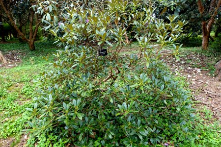 Rhododendron insigne - Hillier Gardens - Romsey, Hampshire, England - DSC04717