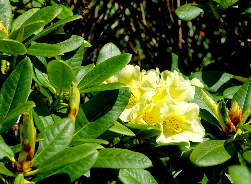Rhododendron 'Hotei' - Caerhayes Castle gardens - Cornwall, England - DSC03138