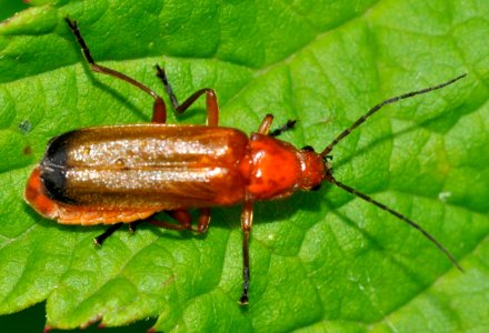 Rhagonycha-fulva-07-fws