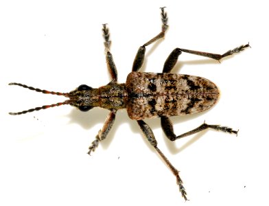 Rhagium-inquisitor-07-fws